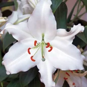 Nasiona i cebule - Lilia orientalna Rialto 1 szt. cebule cebulki lilii lilie - miniaturka - grafika 1