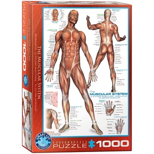 Eurographics Puzzle 1000 The Muscular System 6000-2015 - - Puzzle - miniaturka - grafika 1
