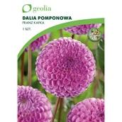 Nasiona i cebule - Dalia pomponowa Franz Kafka 1szt. cebulki kwiatów Geolia - miniaturka - grafika 1