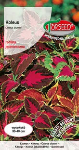 Nasiona Koleus Pokrzywka mix kolorów mieszanka 0,1g - Torseed - Nasiona i cebule - miniaturka - grafika 1