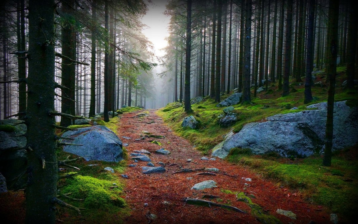 PUZZLE Las Mgła Drzewa Krajobraz + IMIĘ Pudełko 120 el.