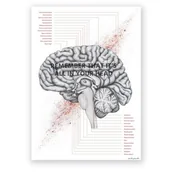 Mapy i plansze edukacyjne - Plakat anatomiczny - Przekrój mózgu - IN YOUR HEAD - Marta Pawelec - miniaturka - grafika 1