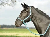 Kantary dla koni - BUSSE Kantar BERLIN - miniaturka - grafika 1