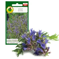 Nasiona i cebule - HYZOP LEKARSKI ZIOŁA NASIONA ZIÓŁ BEZ GMO - miniaturka - grafika 1