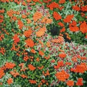 Kartki okolicznościowe i zaproszenia - Susan Entwistle Karnet z kopertą Ognik szkarłatny - miniaturka - grafika 1