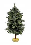 Choinki - NATURALNA CHOINKA JODŁOWA NA PODSTAWCE BRZOZOWEJ ŻYWA PACHNĄCA ŚWIĘTA 70CM - miniaturka - grafika 1