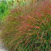 Trawy i trawniki - Panicum Trawa Proso Rózgowate Squaw 1 szt. doniczka P9 - miniaturka - grafika 1