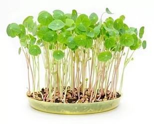 Toraf Microgreens Nasturcja 1kg Mic000030 - Nasiona i cebule - miniaturka - grafika 1