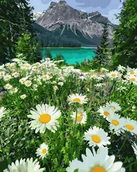 Malowanie po numerach - Artnapi 40x50cm Obraz Do Malowania Po Numerach Na Drewnianej Ramie - Górski rumiankowy krajobraz - miniaturka - grafika 1