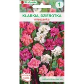 Nasiona i cebule - Klarkia, Dzierotka mieszanka W.Legutko - miniaturka - grafika 1