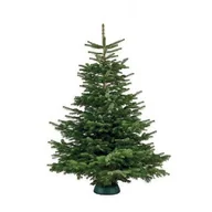 Choinki - Jodła kaukaska premium cięta 175 - 200 cm - miniaturka - grafika 1