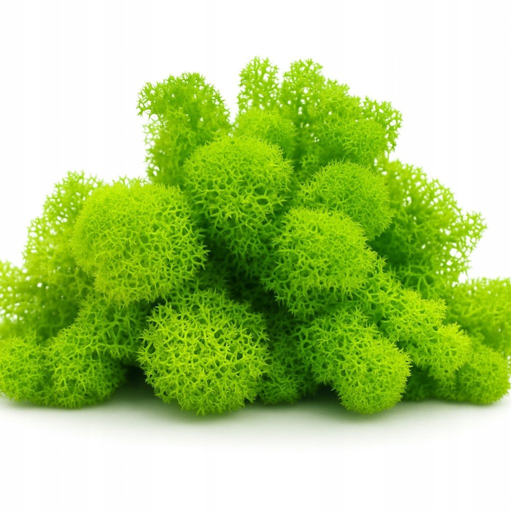 Mech Chrobotek Jasnozielony Do Lasu W Słoiku Szkle Ozdoba Dekoracja 10G