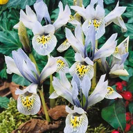Nasiona i cebule - Iris Reticulata Kosaciec Katharine Hodgkin 10 szt - miniaturka - grafika 1