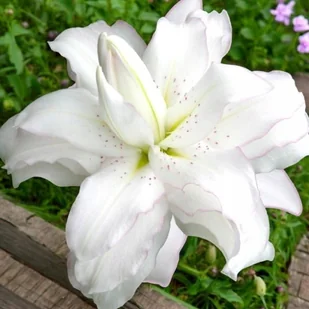 Lilia orientalna pełna Lotus Ice 1 szt. cebule cebulki lilii lilie - Nasiona i cebule - miniaturka - grafika 1