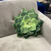 Poduszki dekoracyjne - Poduszka duży Sukulent Zielony Eszeweria - miniaturka - grafika 1