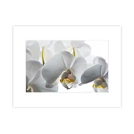 Obrazy i zdjęcia na płótnie - Plakat Storczyk - miniaturka - grafika 1