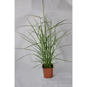 Sadzonki drzew krzewów - Trawa Miscanthus, wys.35-40 cm, don. 2L - miniaturka - grafika 1