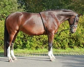 Akcesoria jeździeckie - Patent do lonżownia - QHP - miniaturka - grafika 1