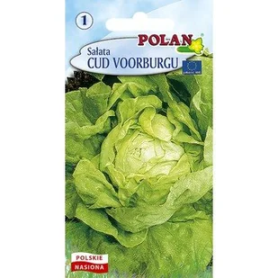 Sałata Masłowa Cud Voorburgu Polan - Nasiona i cebule - miniaturka - grafika 1