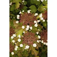 Sadzonki drzew krzewów - Kalina Sargenta Onondaga - miniaturka - grafika 1