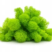 Dekoracje domu - Mech Chrobotek Jasnozielony Do Lasu W Słoiku Szkle Ozdoba Dekoracja 10G - miniaturka - grafika 1