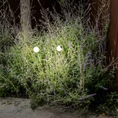 Lampy ogrodowe - FARO BARCELONA Lampa cokołowa LED Cuca, czarna, stal nierdzewna/szkło, wysokość 65 cm - miniaturka - grafika 1