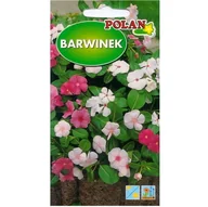 Nasiona i cebule - BARWINEK mniejszy mieszanka kolorów nasiona 0,2g - miniaturka - grafika 1
