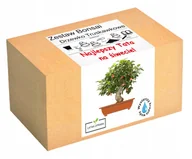 Nasiona i cebule - Prezent na Dzień Ojca drzewko szczęścia bonsai - miniaturka - grafika 1