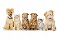 Naklejki na ścianę - Naklejki ze zwierzętami psy koty Pieski i kotki 12, 160x69 cm - miniaturka - grafika 1