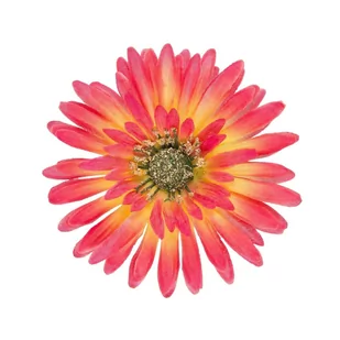 Gerbera Żółto Różowa Główka Wyrobowa 1 Szt - Sztuczne kwiaty - miniaturka - grafika 1