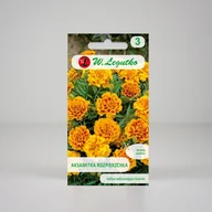 Nasiona i cebule - Aksamitka rozpierzchła Queen Sophia Wielobarwna 1,5g - Nasiona - W. Legutko - miniaturka - grafika 1