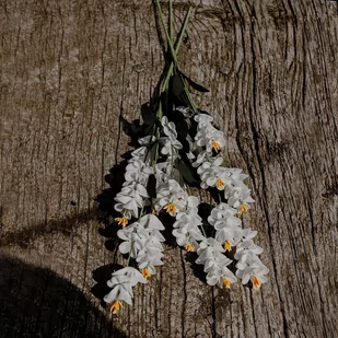 Kurkuma Biaĺ‚A- Bukiet 3 Szt.- Kwiaty Sztuczne Piankowe - Sztuczne kwiaty - miniaturka - grafika 1