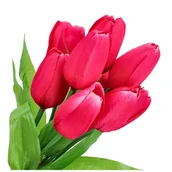 Sztuczne kwiaty - Bukiet Tulipanów Amarant Materiałowe KR331A - miniaturka - grafika 1