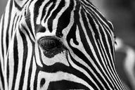 Plakaty - Plakat, Czarno - białe paski - zebra, 30x20 cm - miniaturka - grafika 1
