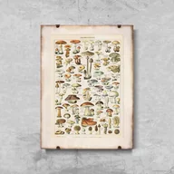 Plakaty - Plakat do pokoju Grzyby 1909 Adolphe Millot - miniaturka - grafika 1