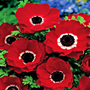 Anemon Zawilec Hollandia 10 szt cebulki anemonów - Nasiona i cebule - miniaturka - grafika 1