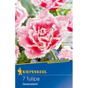 Nasiona i cebule - Cebule tulipanów Profi-Line Gefranste Tulpe Queensland - miniaturka - grafika 1