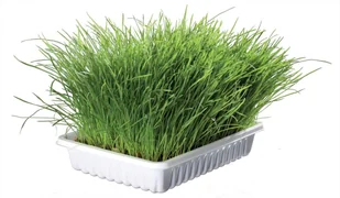 Trixie TRAWA DLA KOTA W POJEMNIKU 100g TX-4235 - Suplementy i witaminy dla kotów - miniaturka - grafika 2