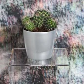 Donice - Pigmejka Osłonka do kwiatów Magnolia, srebrna, 12x12x10 cm - miniaturka - grafika 1