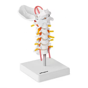 Physa Model anatomiczny odcinka szyjnego kręgosłupa człowieka w skali 1:1 1009536 - Akcesoria i części do robotów kuchennych - miniaturka - grafika 1