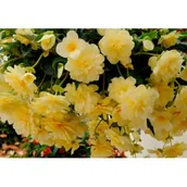 Kwiaty doniczkowe - Begonia zwisająca Bellaconia - miniaturka - grafika 1