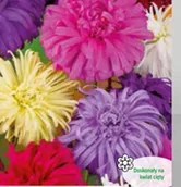 Nasiona i cebule - Aster chiński nasiona - miniaturka - grafika 1