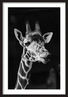 Puzzle - PUZZLE Natura Żyrafa Zwierzęta A3 252 el z Nadrukiem + IMIĘ Pudełko - miniaturka - grafika 1