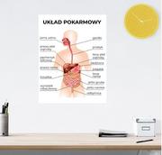 Naklejki na ścianę - Naklejka edukacyjna: Układ Pokarmowy 52x40 - miniaturka - grafika 1