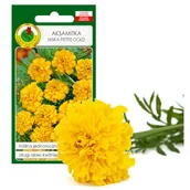 Nasiona i cebule - AKSAMITKA PEŁNA NISKA PETITE ŻÓŁTA KWIAT NASIONA - miniaturka - grafika 1