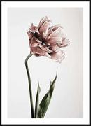 Plakaty - Poster Story, Plakat, Różowy Tulipan, wymiary 30 x 42 cm - miniaturka - grafika 1