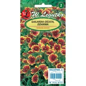 Nasiona i cebule - GAILARDIA OŚCISTA mieszanka NASIONA - miniaturka - grafika 1