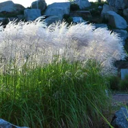 Miskant chiński Memory 1 szt. doniczka C2