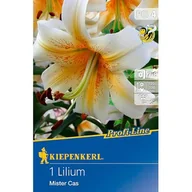 Nasiona i cebule - Lilia drzewiasta Mister Cas - miniaturka - grafika 1