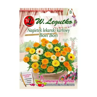 Legutko Nagietek lekarski karłowy BON BON - Nasiona i cebule - miniaturka - grafika 1